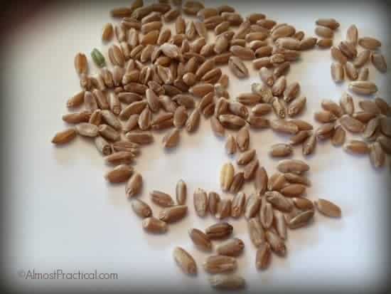 raw wheat berries