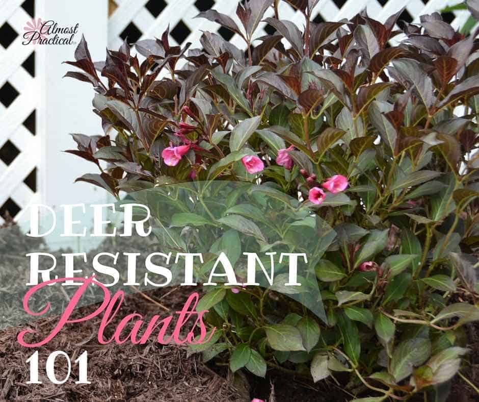 Deer Resistant Plants | Gardening tips to keep the deer away from your flowers and bushes.