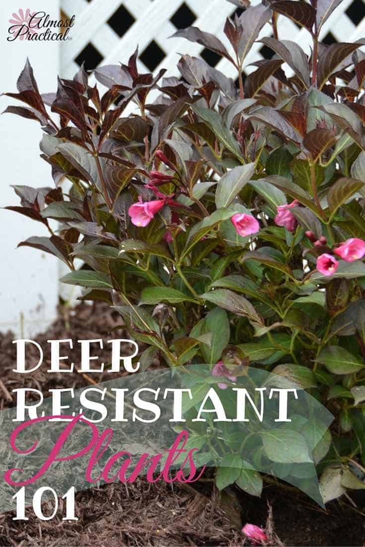 Deer Resistant Plants | Gardening tips to keep the deer away from your flowers and bushes.