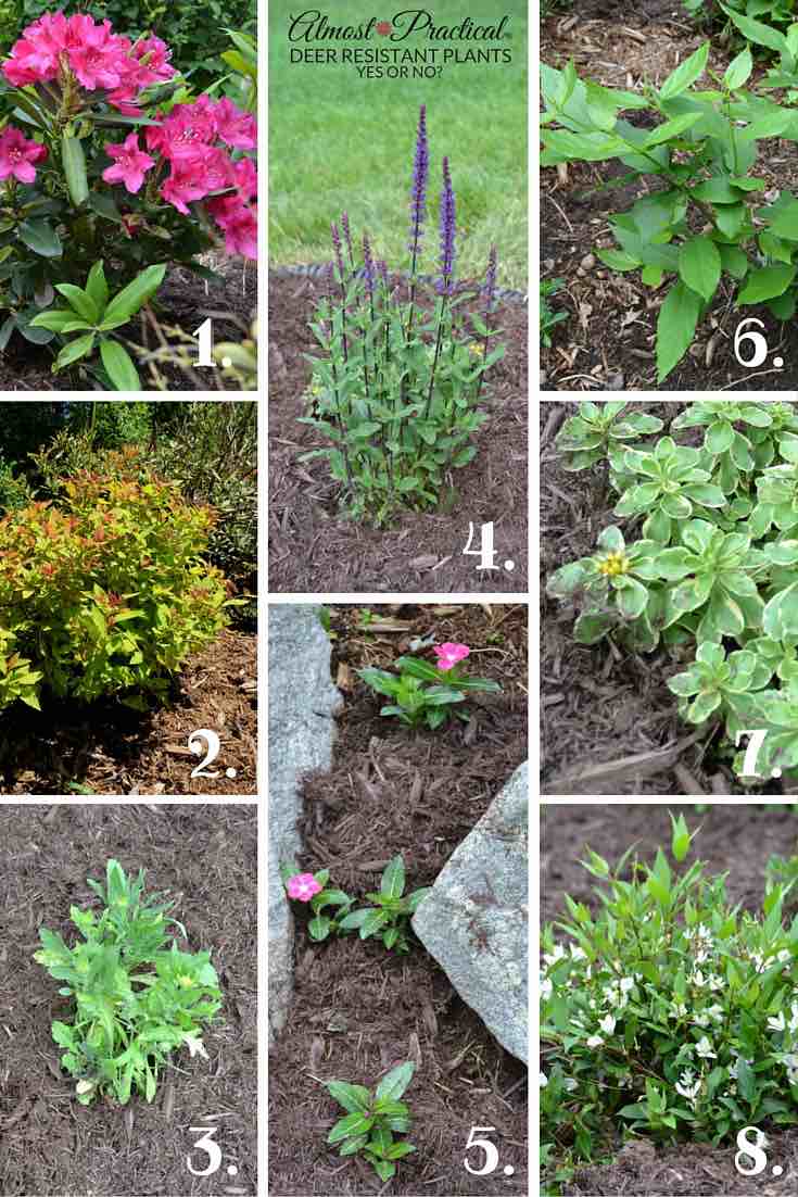 Deer Resistant Plants | Gardening tips to keep the deer away from your flowers and bushes.