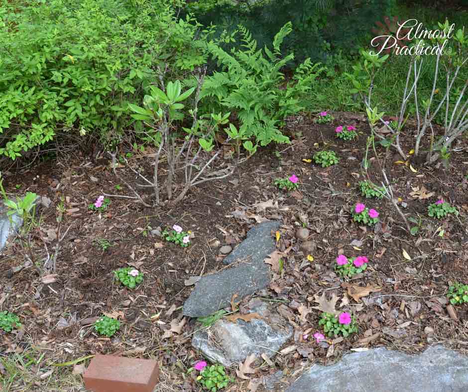 Deer Resistant Plants | Gardening tips to keep the deer away from your flowers and bushes.