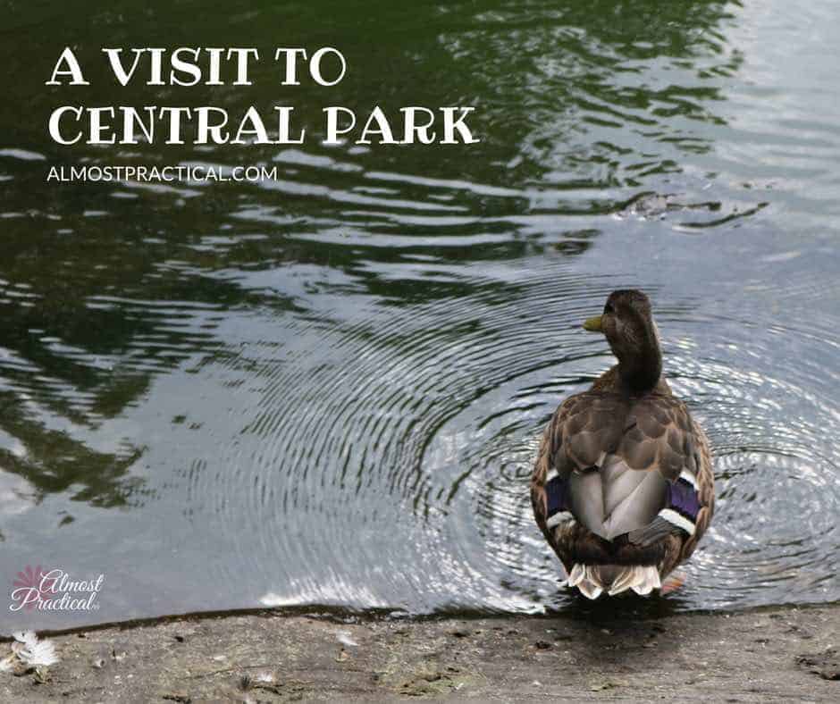 Yesterday I took a break to visit Central Park in NYC. It was a beautiful afternoon and I learned a few touristy tips to keep in mind for the next trip.