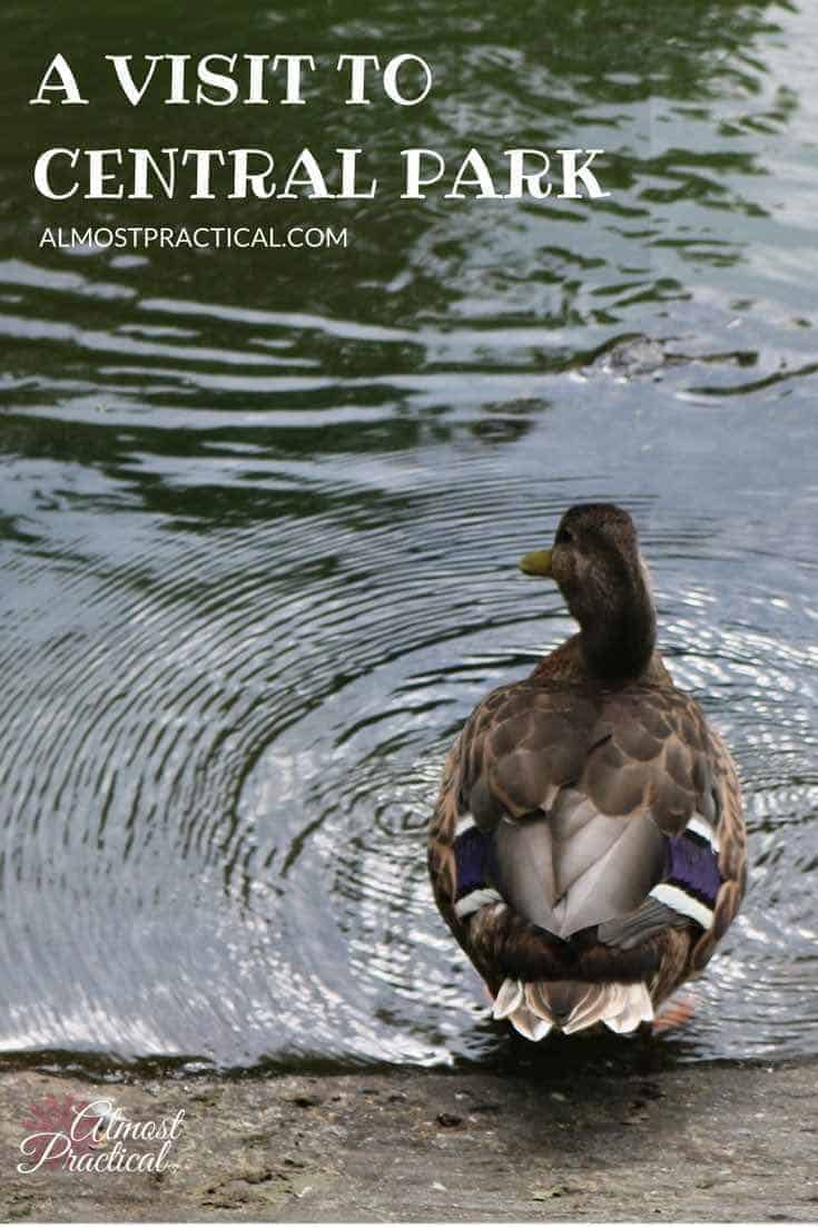 Visit Central Park in New York City