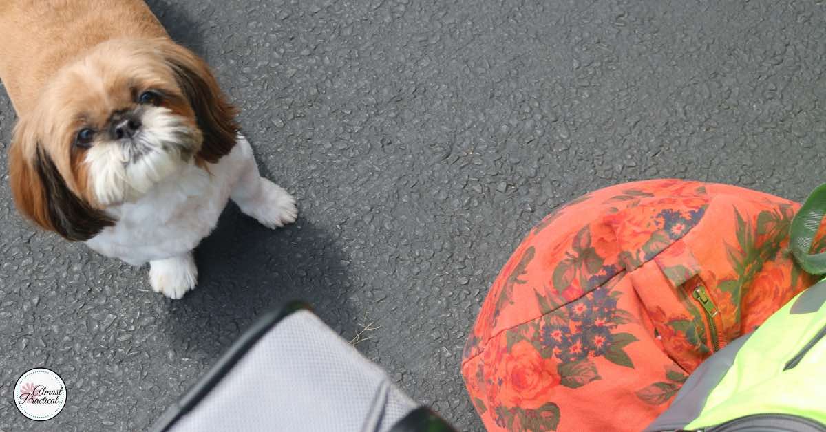 puppy and luggage