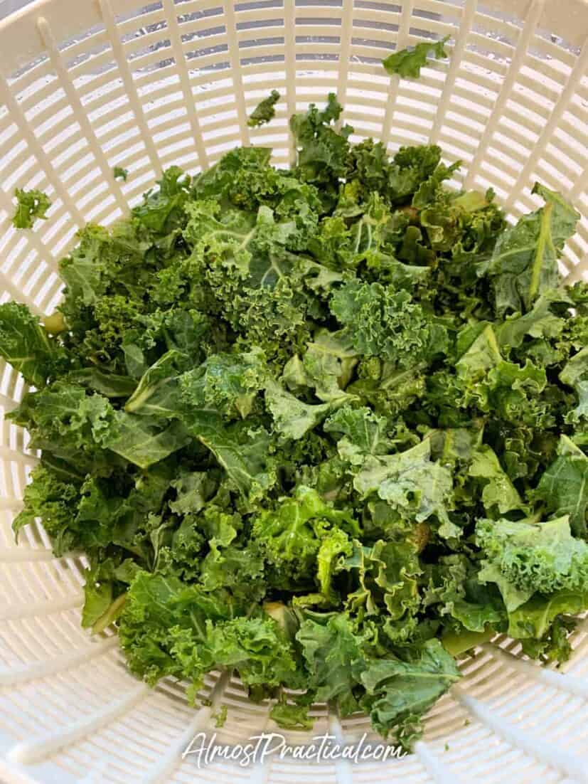 Washed kale pieces in a salad spinner.