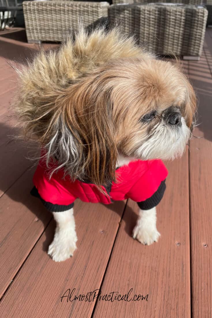 shih-tzu dog wearing a red parka